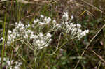 False fennel